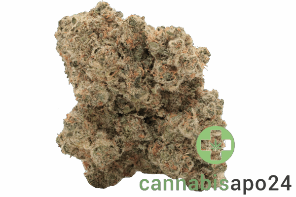 Η Ζούγκλα: Ένα πολύτιμο οικοσύστημα της Γης