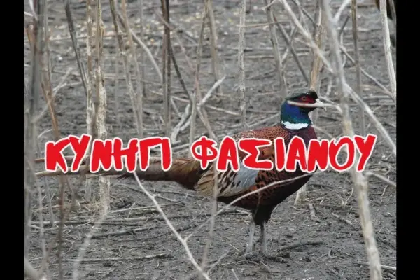 βικτωρια φασιανου — GR news