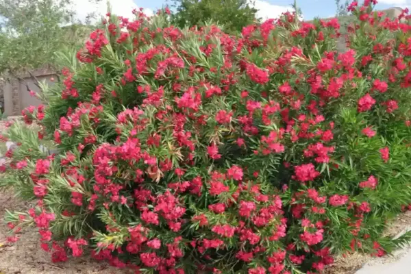 πικροδάφνη — GR news