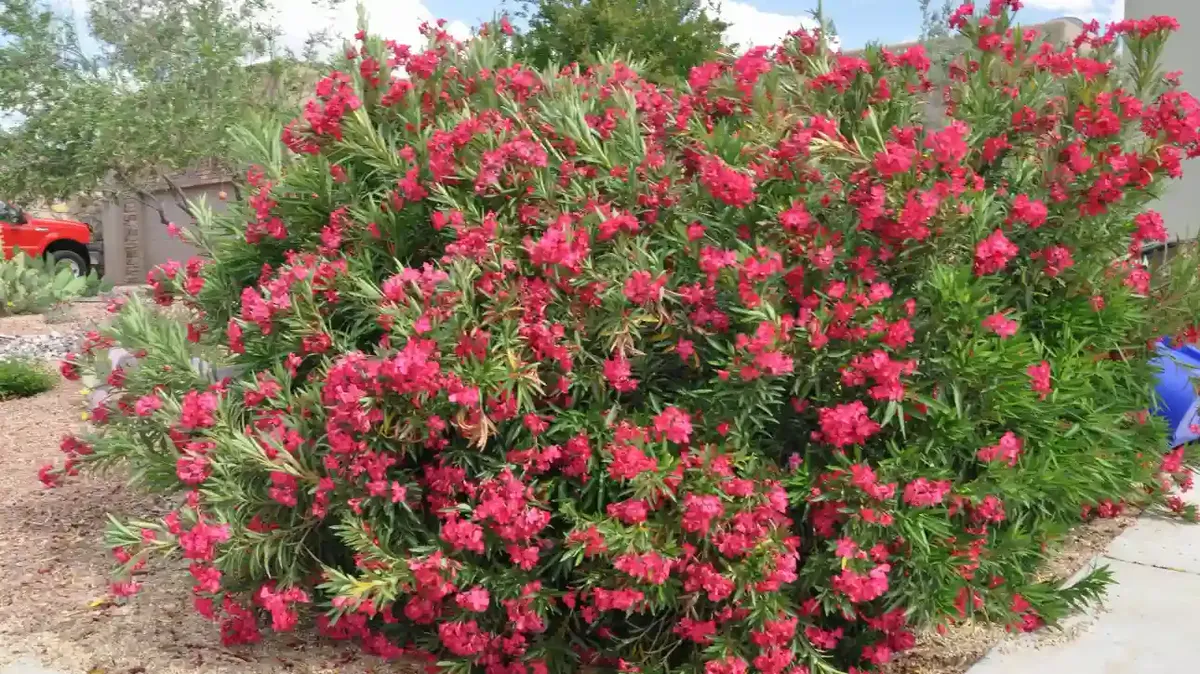 πικροδάφνη — GR news