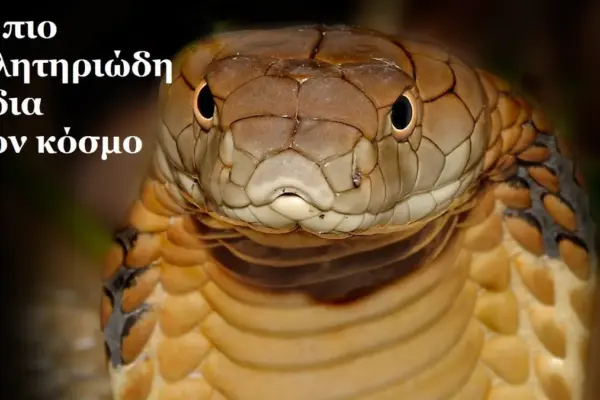 δηλητηριώδεσ φίδι — GR news