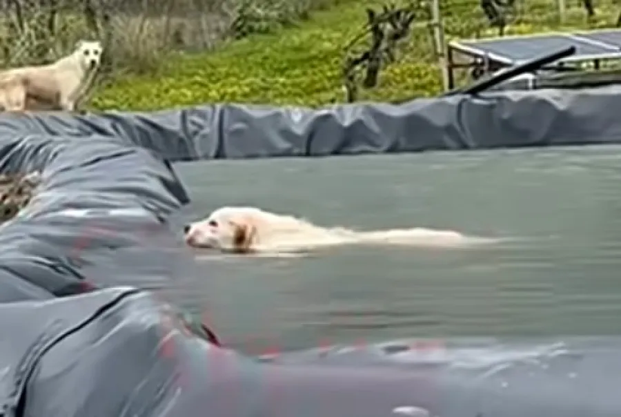 κουτάβι — GR news