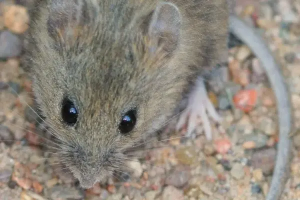 hantavirus — GR news